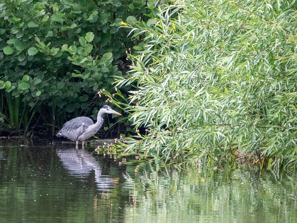 Heron hunting, Hampstead Heath